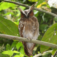 Crested Owl